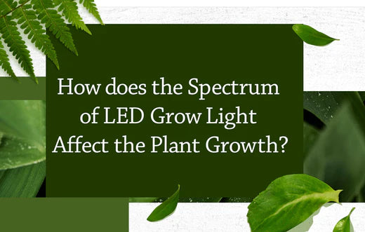 How does the Spectrum of LED Grow Light Affect the Plant Growth?